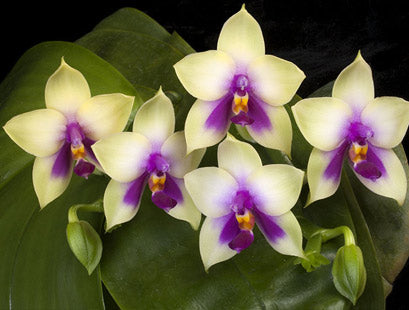 Tips For Growing Phalaenopsis Orchids