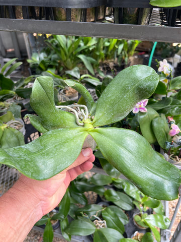 Phalaenopsis Samera x P. Lioulin Blue Family