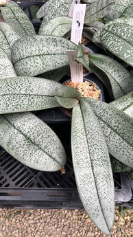 Phalaenopsis schilleriana x sib (silver leaf pattern)