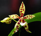 Phalaenopsis Michael Pantheritz