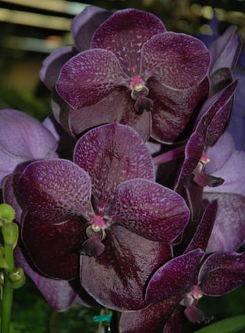 Vanda Kasem Delight Black x V Dr. Anek