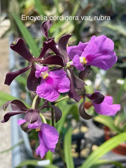 Encyclia cordigera rubra