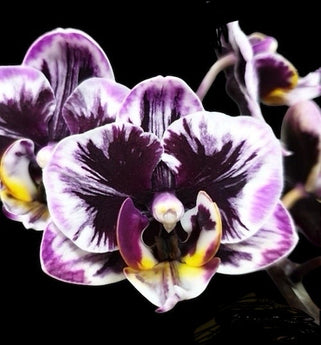 Phalaenopsis Miki Black Angel ‘364’