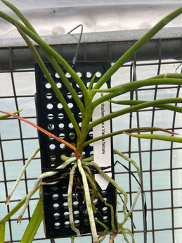 Luisia thailandica x Vanda ( Neofinetia) falcata