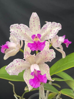 Cattleya amethystoglossa