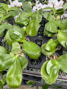 Phalaenopsis Sweet Memory  Liodoro. (Very fragrant)