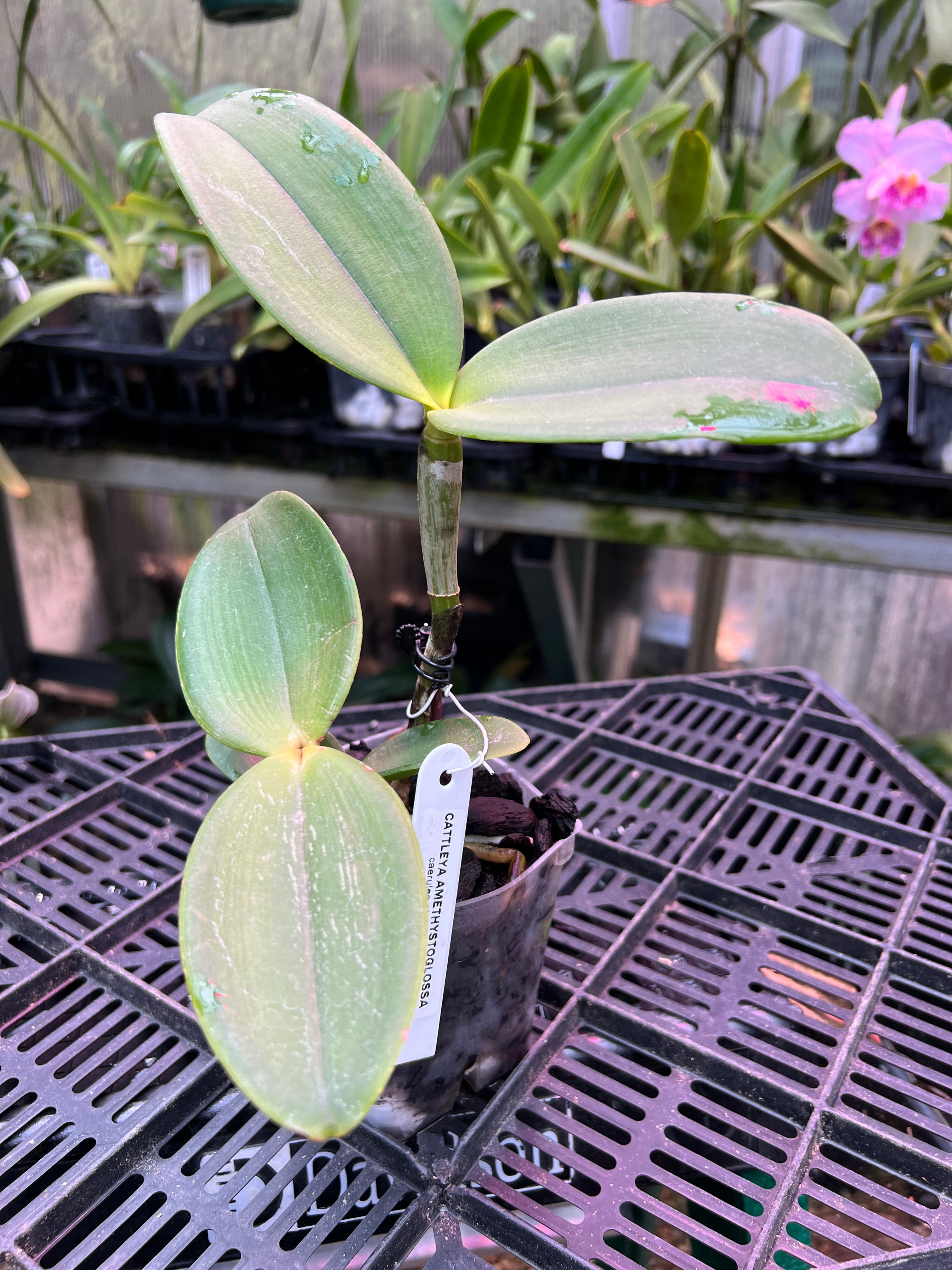 Cattleya amethystoglossa var. coerulea (Atalaia x self)