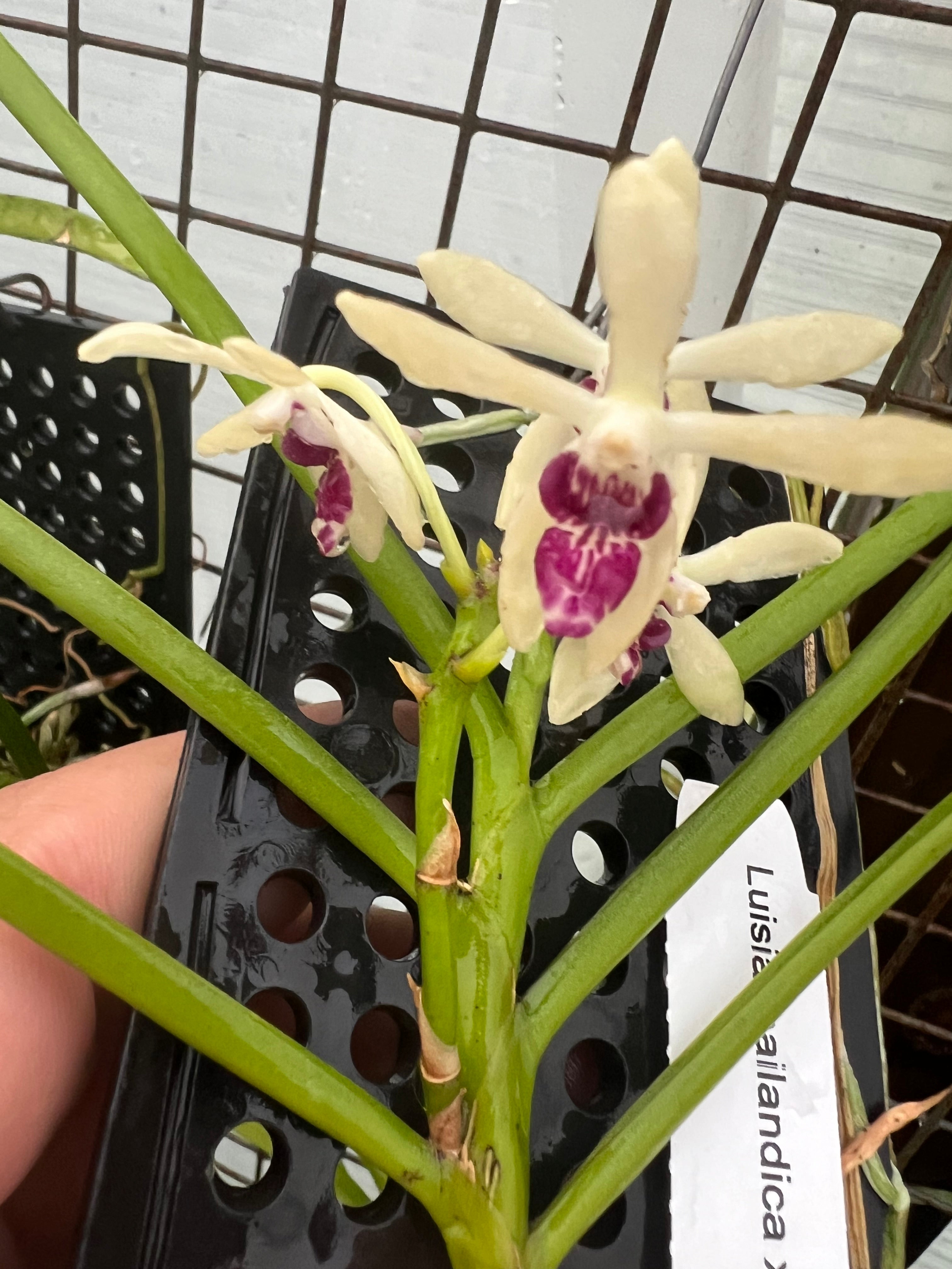 Luisia thailandica x Vanda ( Neofinetia) falcata