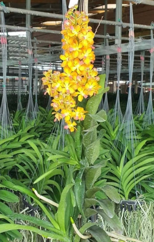 Vascostylis Tango Fire Yellow Star