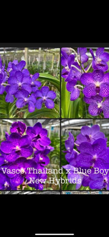Vasco Thailand x Blue Boy (XL PLANTS)