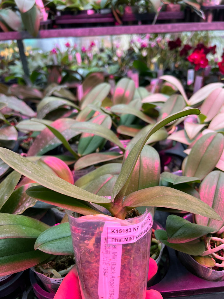 Phalaenopsis Miki Black Angel ‘364’ – Orchid Classics