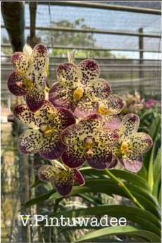 Vanda Pintuwadee