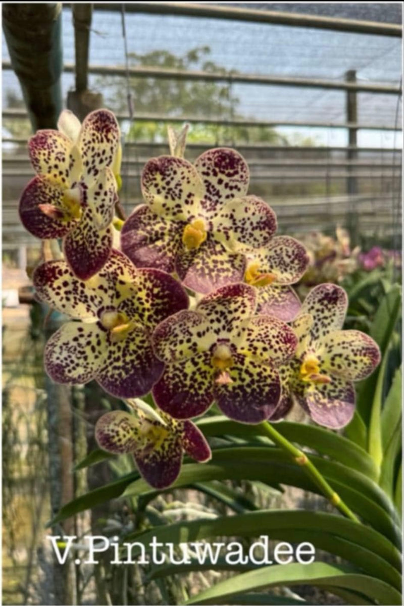 Vanda Pintuwadee – Orchid Classics
