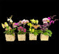 Mother’s Day mini Phalaenopsis arrangements. FREE USPS/UPS SHIPPING