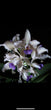 Cattleya amethystoglossa var. coerulea 'Paiguas'