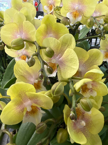 Phalaenopsis Younghome “Wallet “