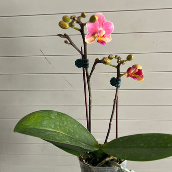 Phalaenopsis Younghome ‘Fragrance Lover ’(fragrant)