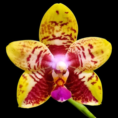 Phalaenopsis Orchid World