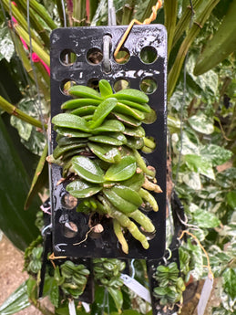 Schoenorchis fragrance