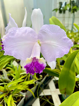 Cattleya leudemanniana coerulea dad x tipo pincelada