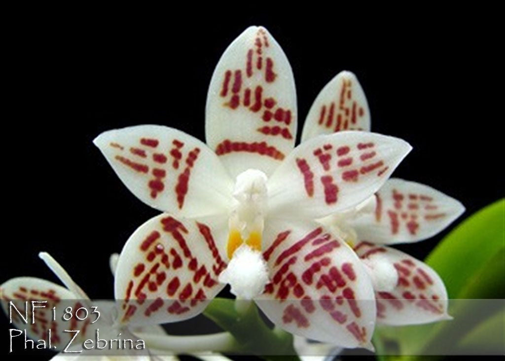 Phalaenopsis species special (PICK 3 from list below)