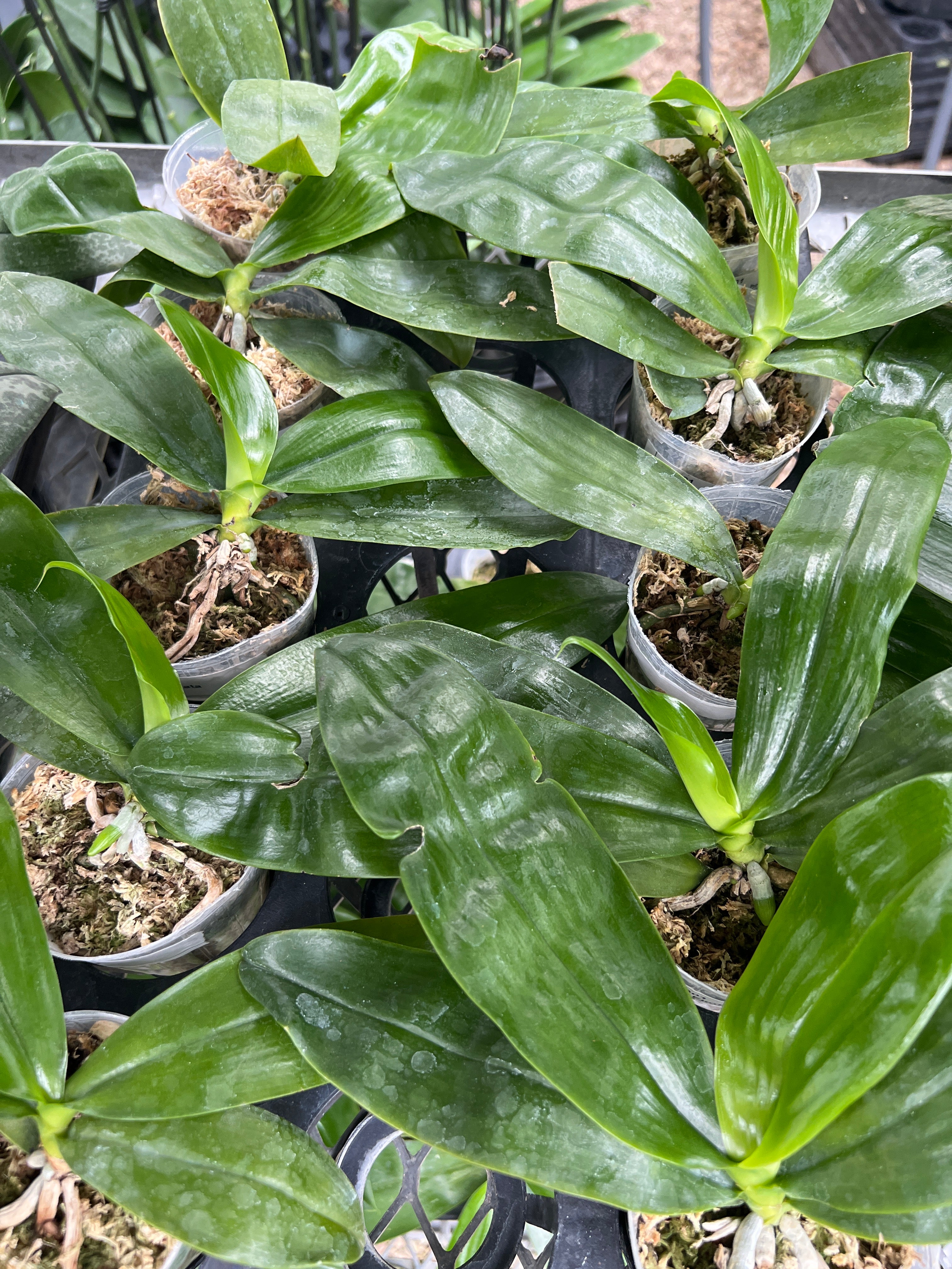 Phalaenopsis fimbriata