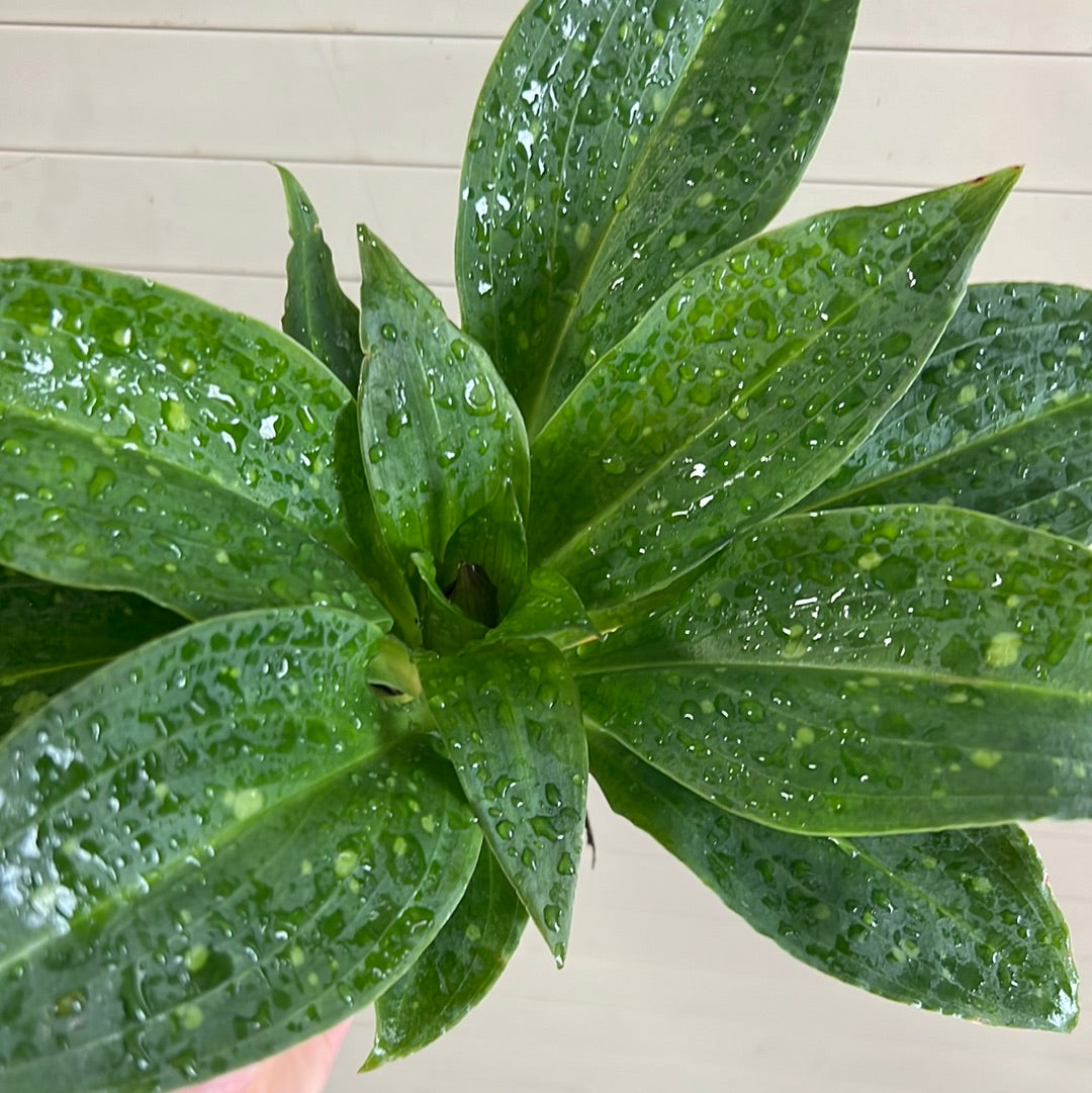 Stenorrhynchos speciosum (IN SPIKE)