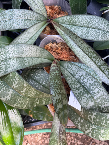 Phalaenopsis phillippinensis sp.