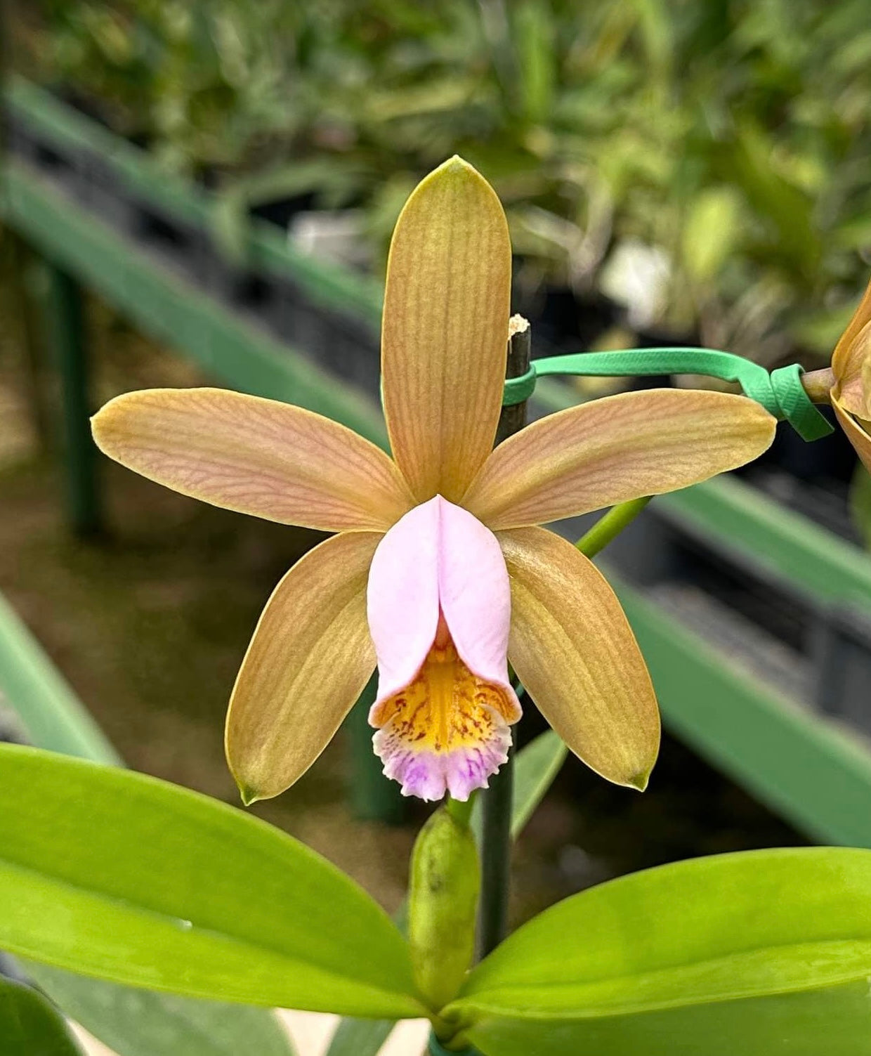 Cattleya forbesii var. rosea