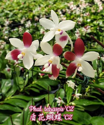 Phalaenopsis tetraspis ‘C2’