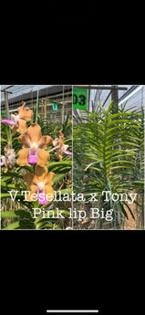 Vanda tesselata x V. Tony pink lip ( very fragrant) XL plants