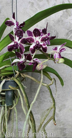 Vandachostylis Tubtim Siam