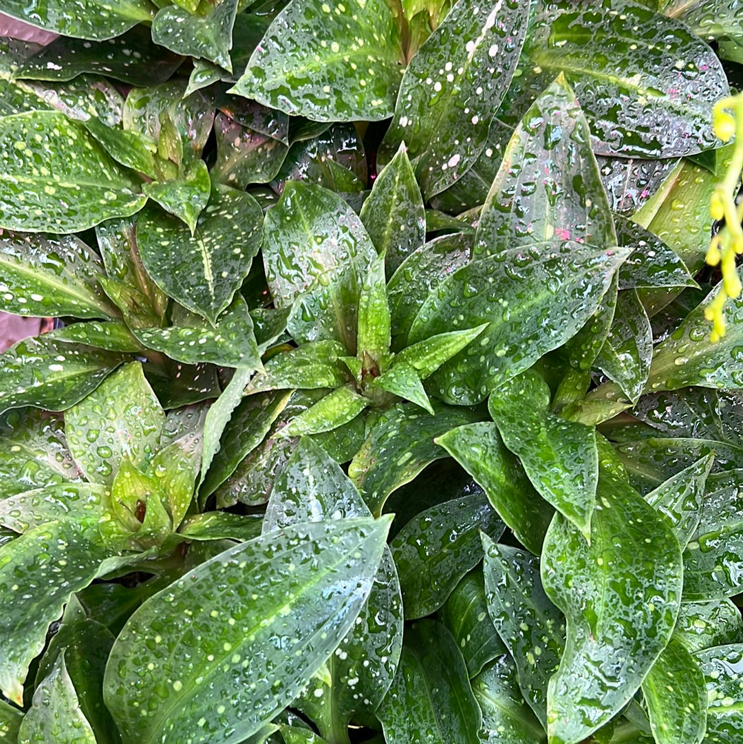 Stenorrhynchos speciosum (IN SPIKE)