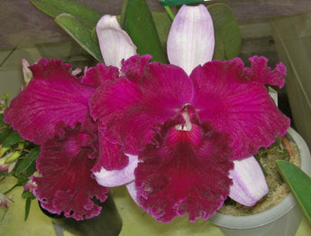 Cattleya Empress of Mercury (6” pot’s)