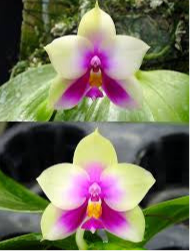 Phalaenopsis Bellina Freya