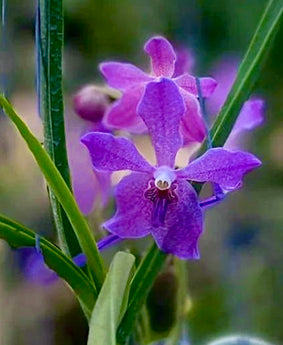 Paraphalaenopsis laycokii x Vanda Chulee