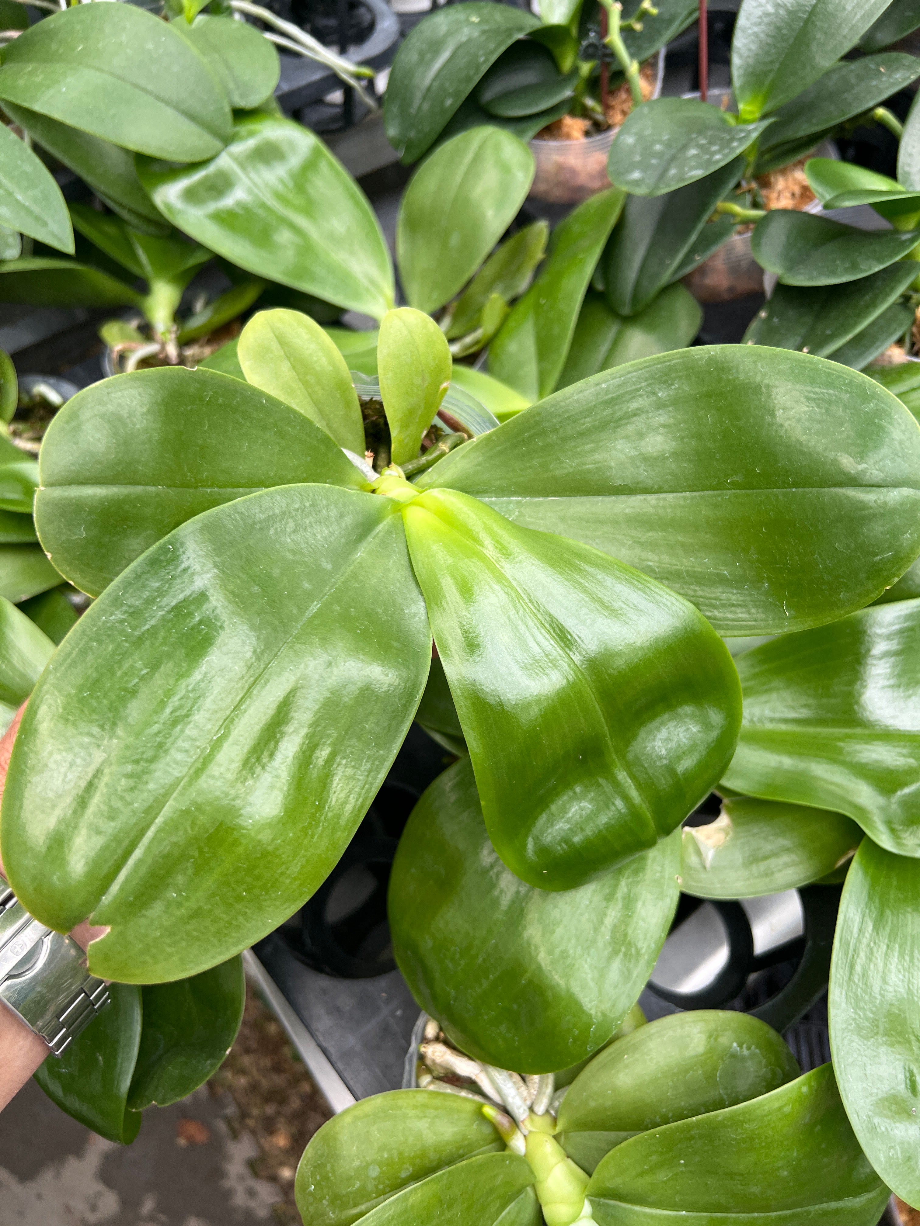 Phalaenopsis Miro Hime