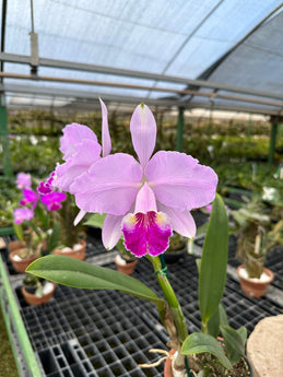 Cattleya leudemanniana coerulea dad x tipo pincelada