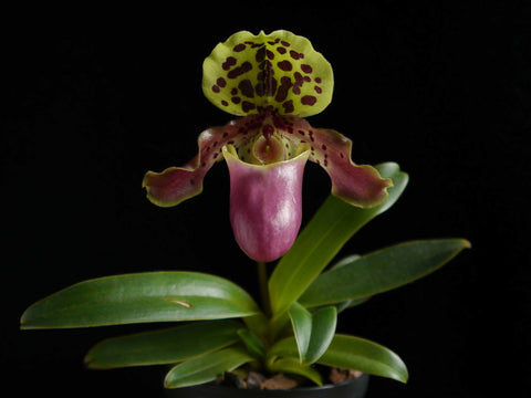 Paphiopedilum henryanum