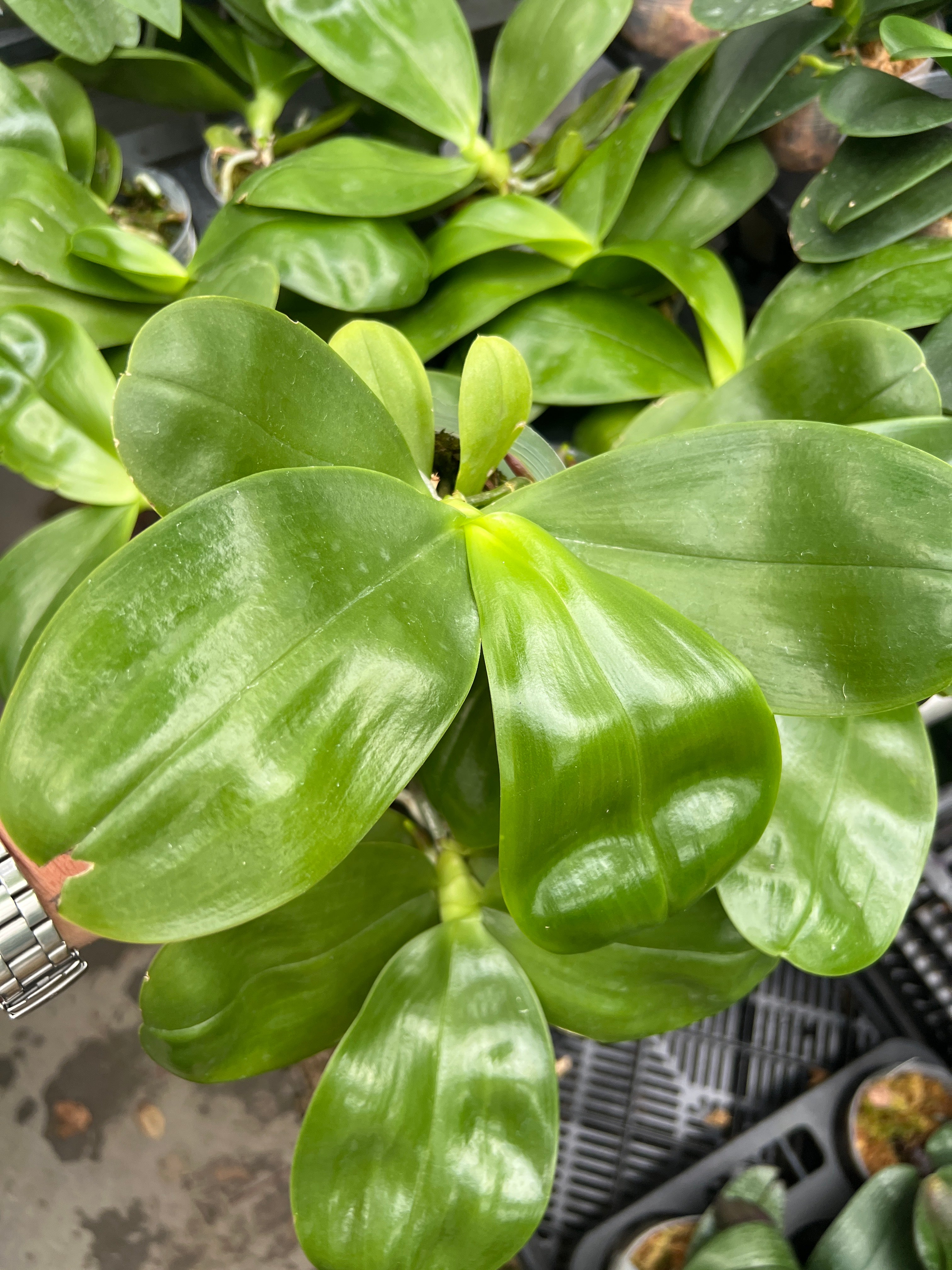 Phalaenopsis Miro Hime