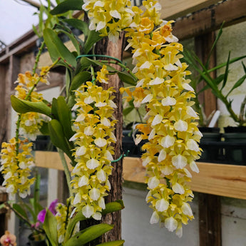 Aerides houlettiana ‘Alba’ (species) RARE!!!
