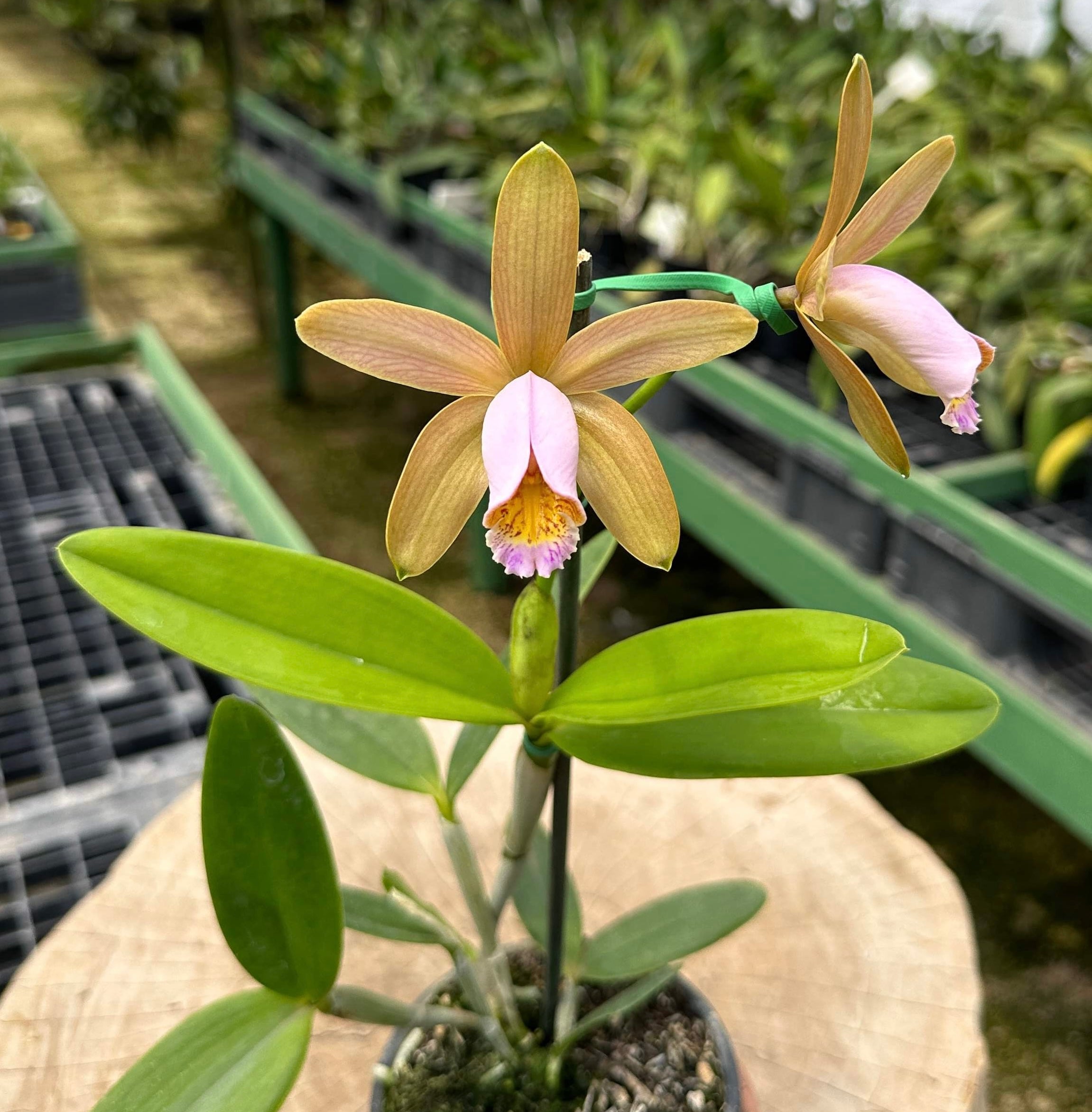 Cattleya forbesii var. rosea