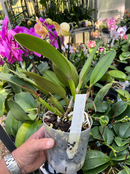Cattleya Empress of Mercury (6” pot’s)