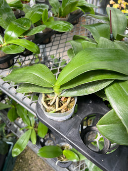 Phalaenopsis Meiderland Kaiulani ‘Yellow Lion’