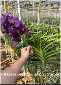 Vanda Kasem Delight Black x V Dr. Anek
