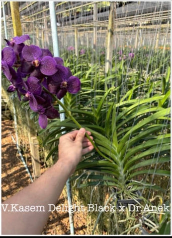 Vanda Kasem Delight Black x V Dr. Anek