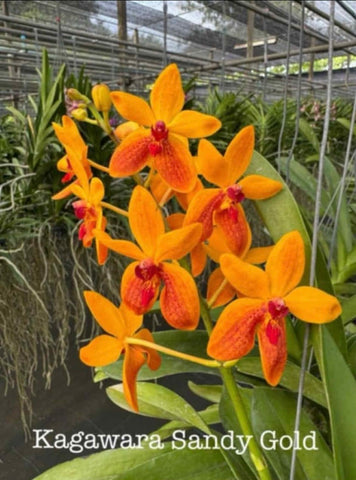 Vanda Kagawara Sandy Gold