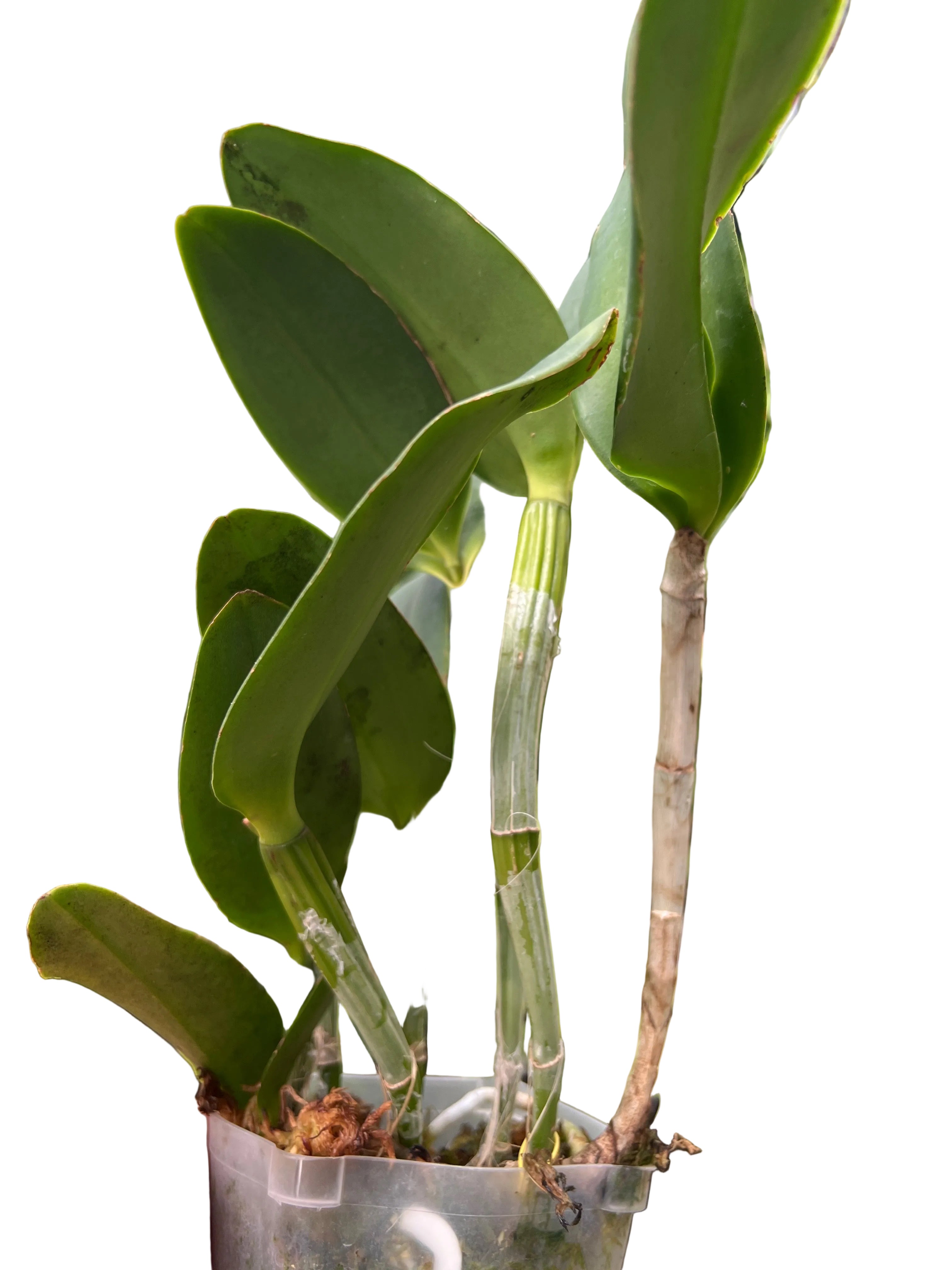 Blc. Durigan 'Cruzeiro do Sul'