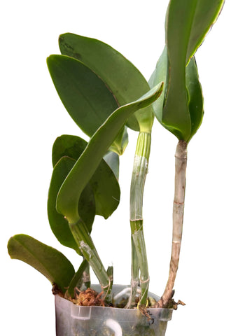 Blc. Durigan 'Cruzeiro do Sul'