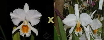 Cattleya. percivaliana alba (grandiflora ‘Sonia’ x ‘Fumaça’)